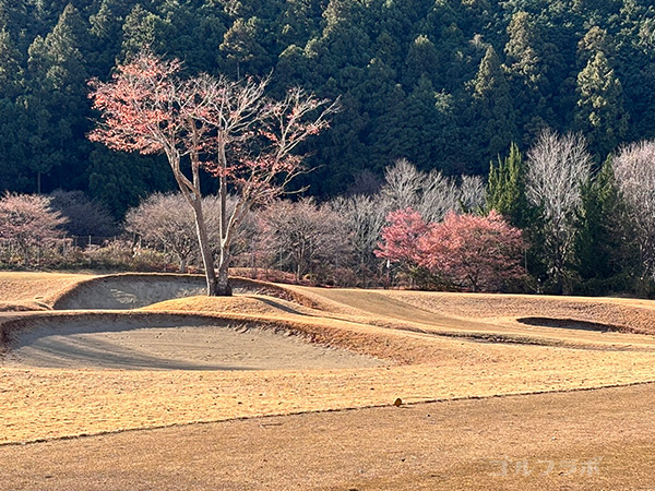 埼玉国際ゴルフ倶楽部の西コースの5番ホール